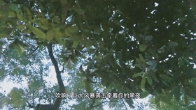 虚掷光阴的生肖之谜