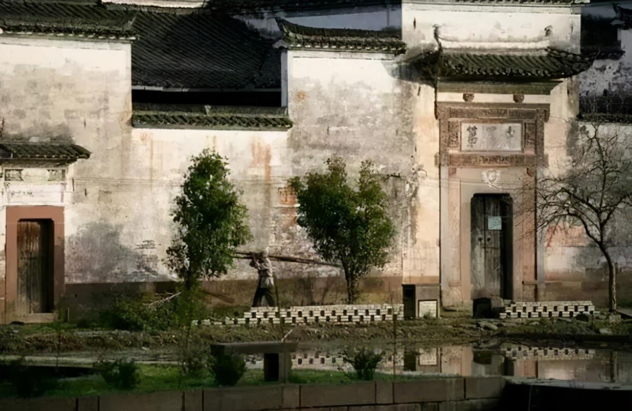 企鹅的迁徙之旅，跨越重洋的传奇动物故事