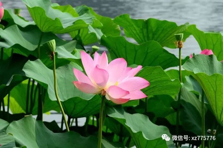 荷花兰李找竹花，生肖的奇妙奇缘