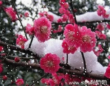 生肖情缘与家中梅花之恋