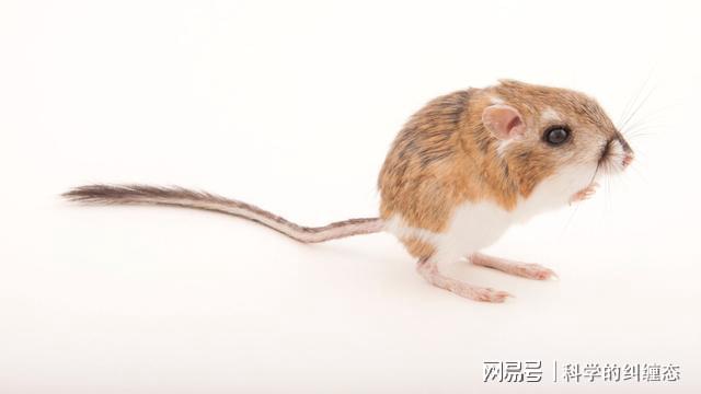 卑躬屈膝的鼠动物寓言故事