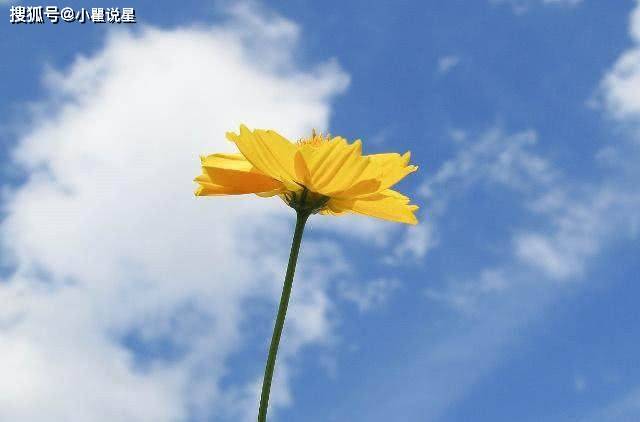 晴日万株烟一阵，生肖的神奇关联