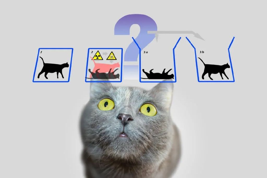 猫的智慧与策略，动物世界的旁敲侧击揭示