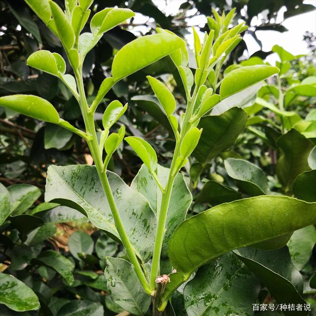 粗枝大叶背后的生肖秘密