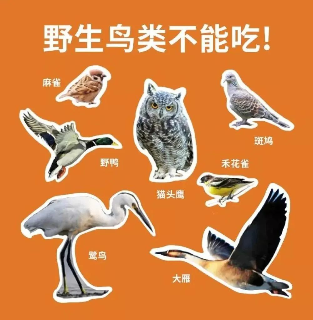 鱼跃鸟飞绘龙虎，神秘动物世界的独特探索