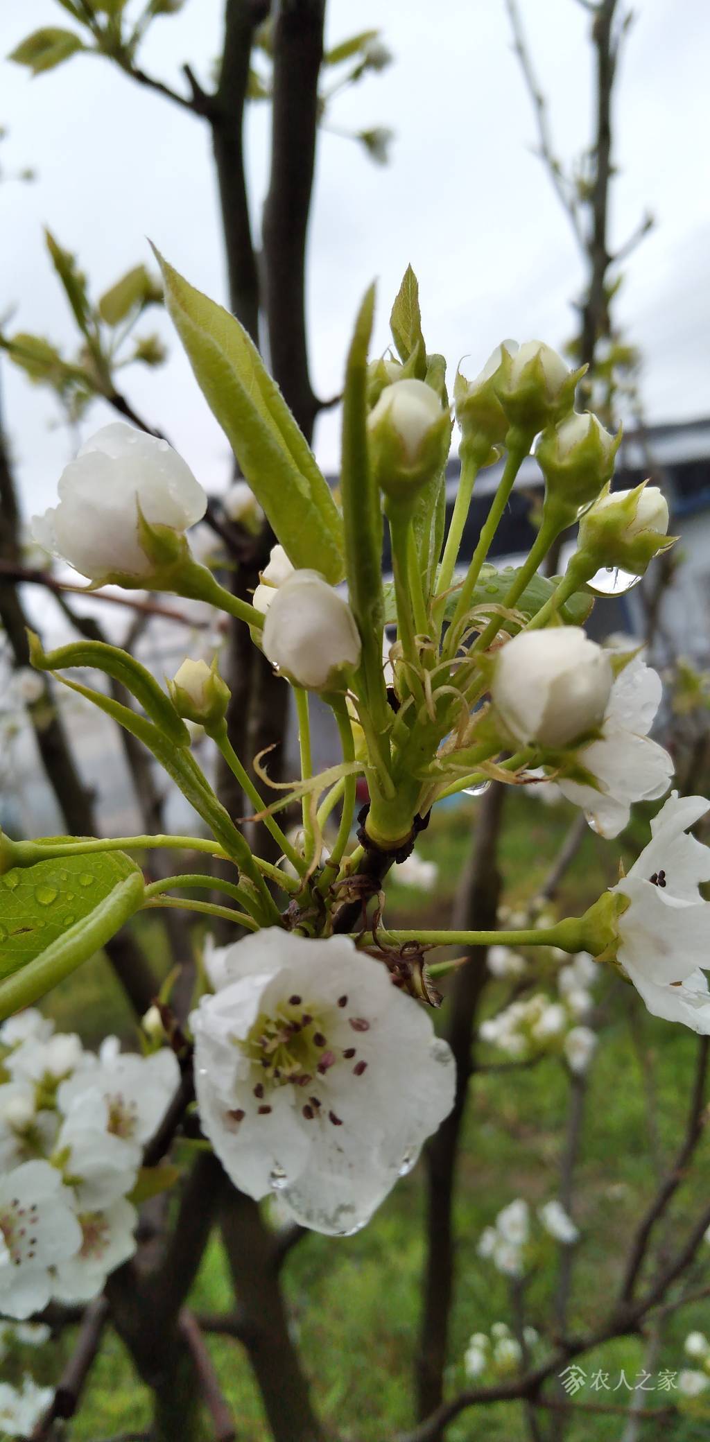 雨打梨花，揭秘生肖之谜