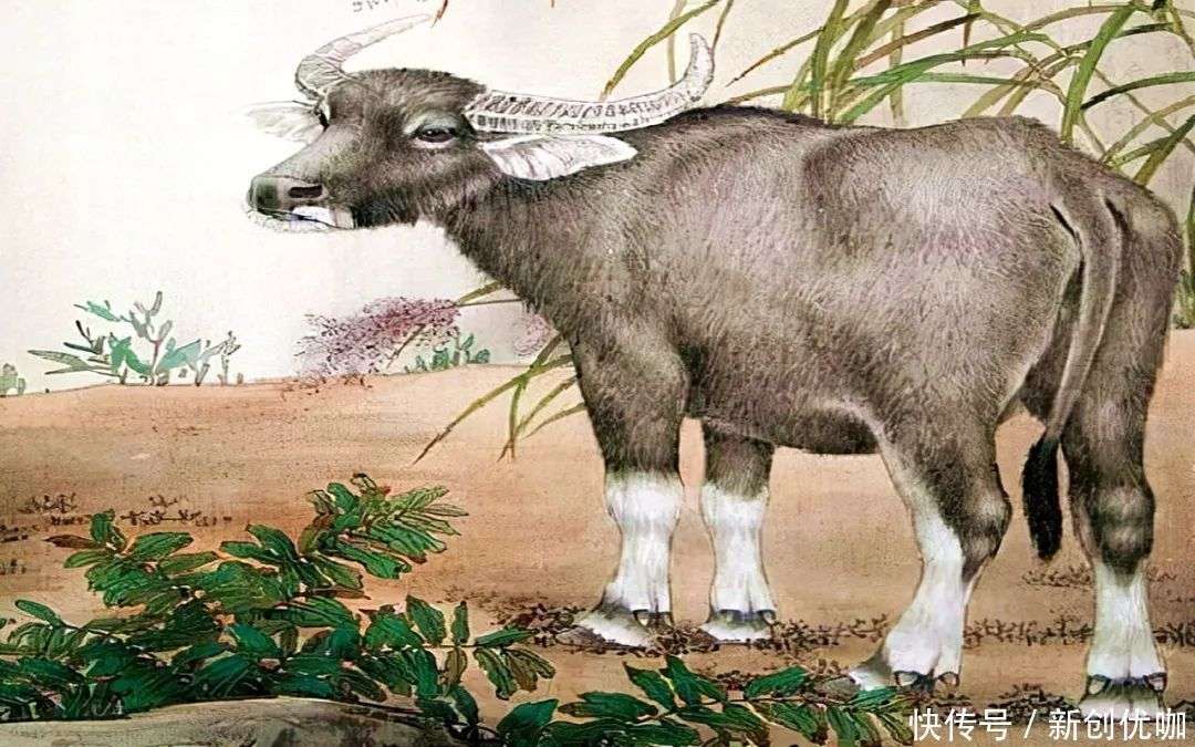 生肖文化中的力量与智慧，以强凌弱揭示生肖力量之奥秘