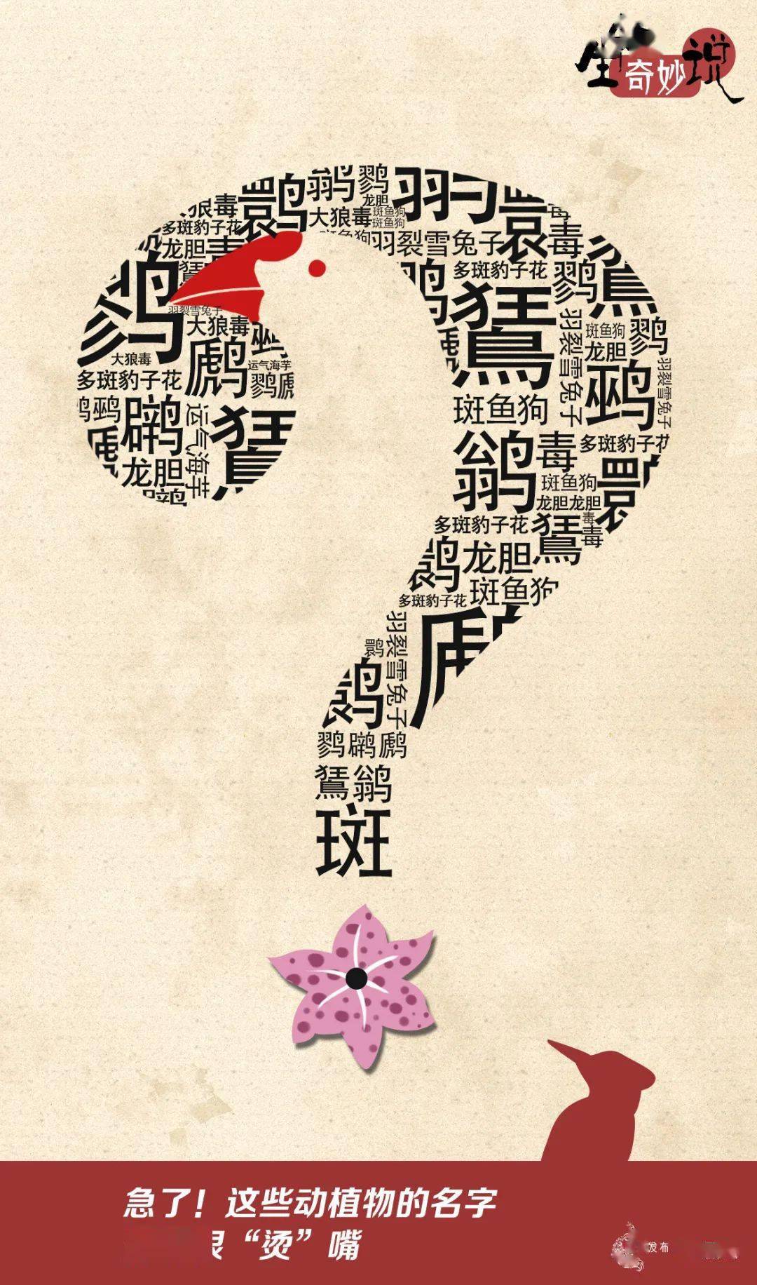 揭秘生肖之谜，白首无成的深层故事