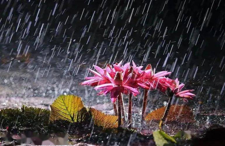 夏雨洗礼生灵性，生肖律动显灵韵