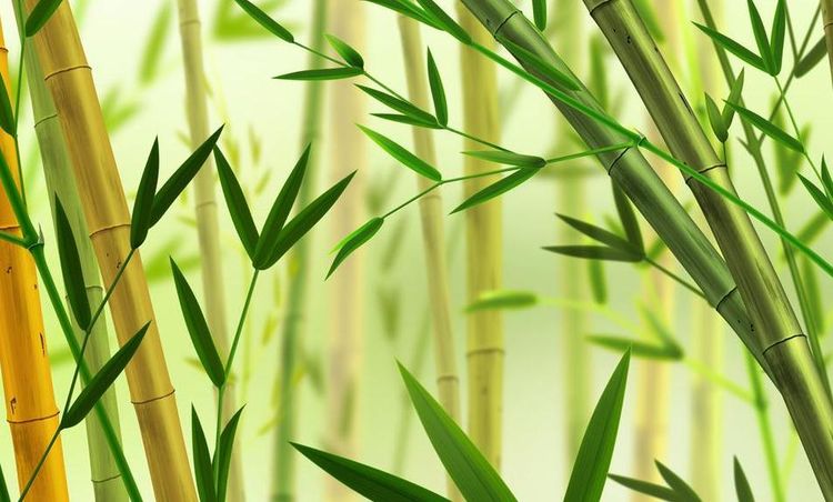 竹子节节高与生肖的象征意义探究