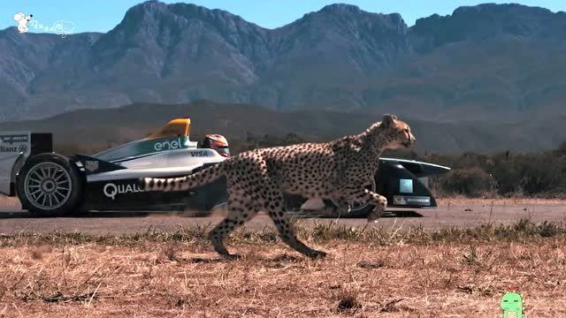 追逐猎豹，心急如火的探险之旅