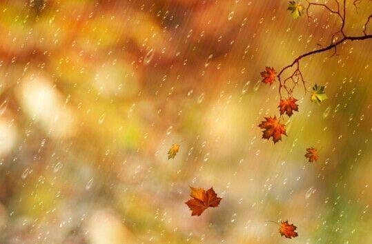 秋雨绵绵中的生肖传奇故事