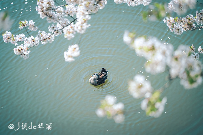 探寻生肖韵味，落花流水定生肖