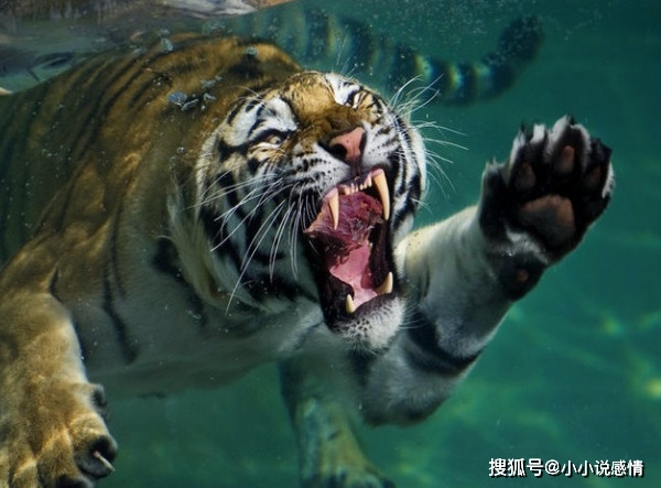 揭秘生肖佼佼者背后的神秘动物，探寻生肖中的佼佼者传奇
