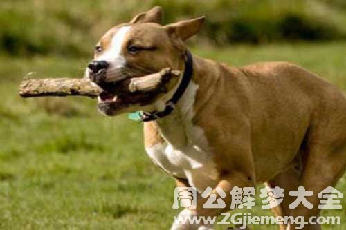 梦境中的冲突，狗之死与内心挣扎