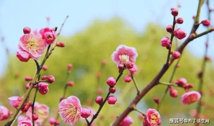 百花争艳春光照，生肖之星耀乾坤
