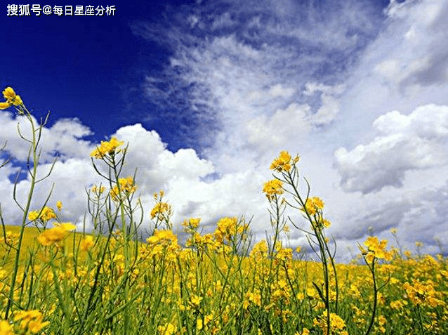 黄花女儿与生肖的奇缘，背后的故事与寓意探索