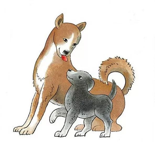 生肖之秘，邑犬群吠背后的文化解读