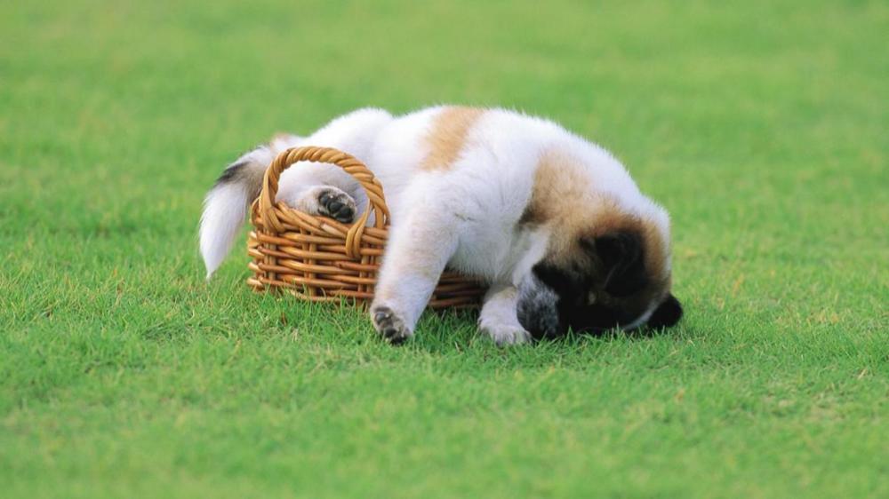 邑犬群吠背后的生肖秘密