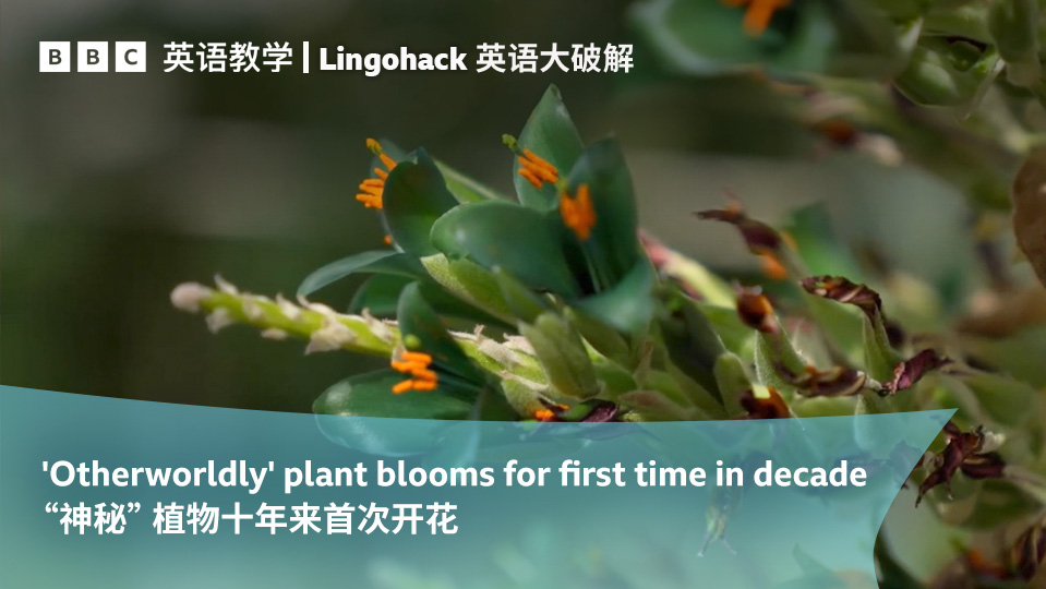 铁树开花与生肖传奇故事探秘