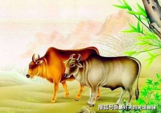 揭秘生肖秘密，揭秘最勤奋生肖揭晓