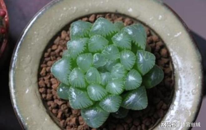 玉露与生肖，探寻生肖与自然的神秘交汇