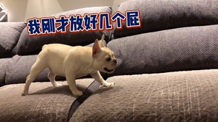 权力与力量的象征，狗仗人势下的生肖解读