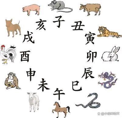 生肖秘密与告哀乞怜的关联探索