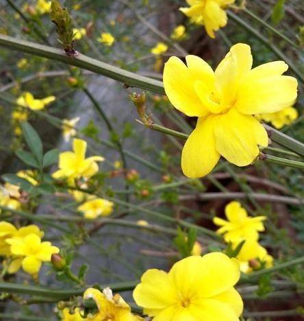明日黄花与生肖之谜探秘