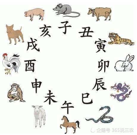 唯唯绸否最正确生肖，深度解读生肖文化意蕴