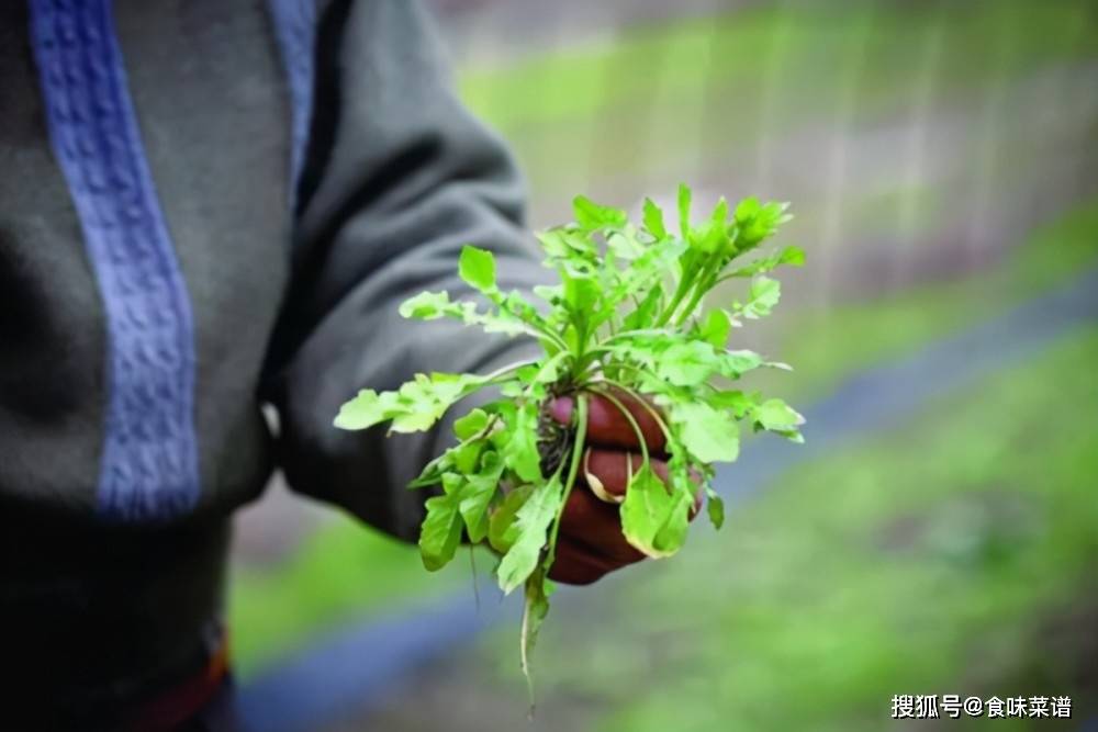 长须奴野菜挑选之时，生肖象征与文化解读探究