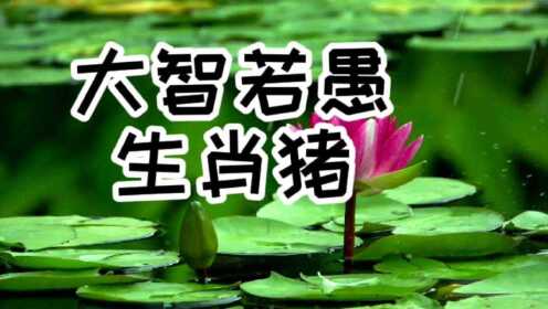 大智若愚的生肖奥秘揭秘