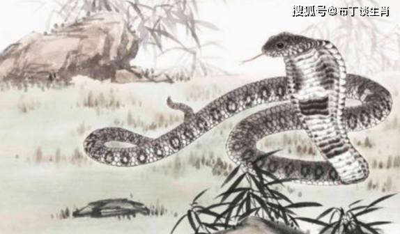 揭秘生肖传奇之蛇，无脚行千里的神秘魅力
