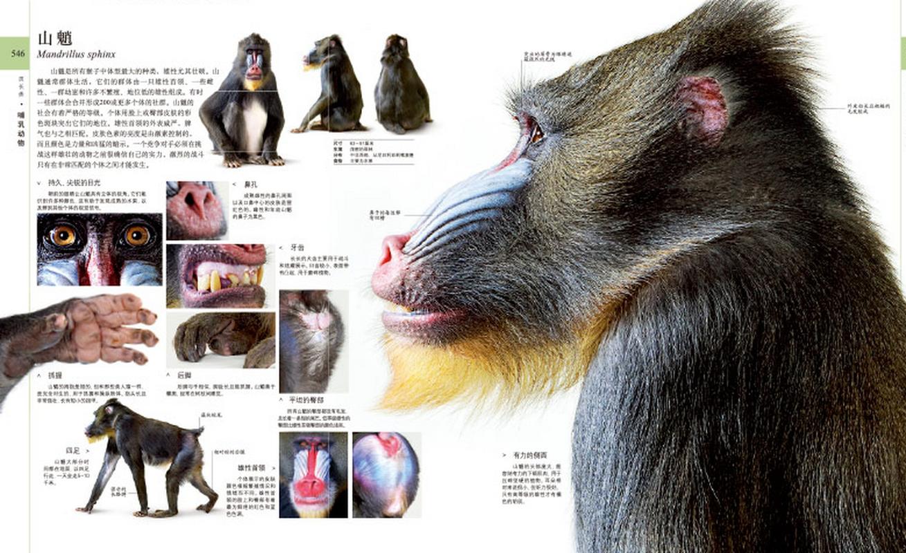 红不棱登的神秘生物世界探索之旅