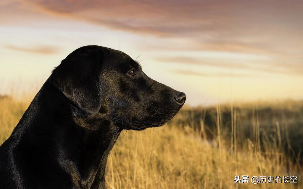 揭秘邑犬群吠背后的神秘动物故事