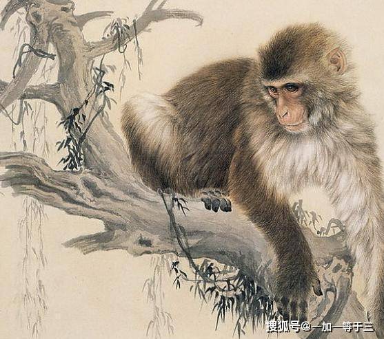 生肖猴，八面玲珑的魅力解读