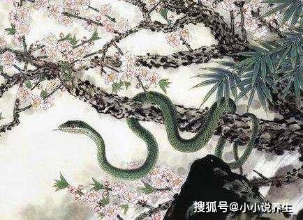 花红柳绿不夜天，神秘生肖奇缘探秘
