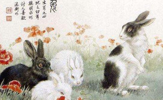 出水芙蓉与生肖奥秘，兔之揭秘