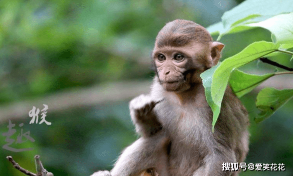 改头换面，生肖猴的新形象