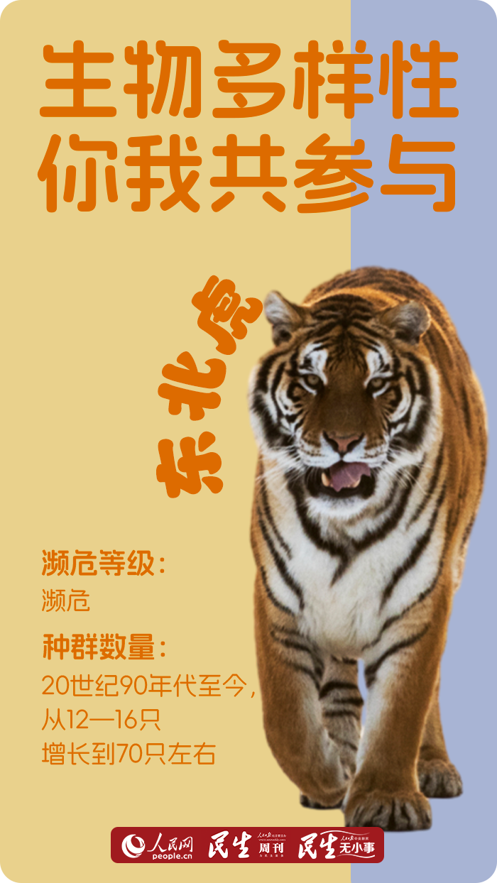 天长日久的生肖奥秘探索