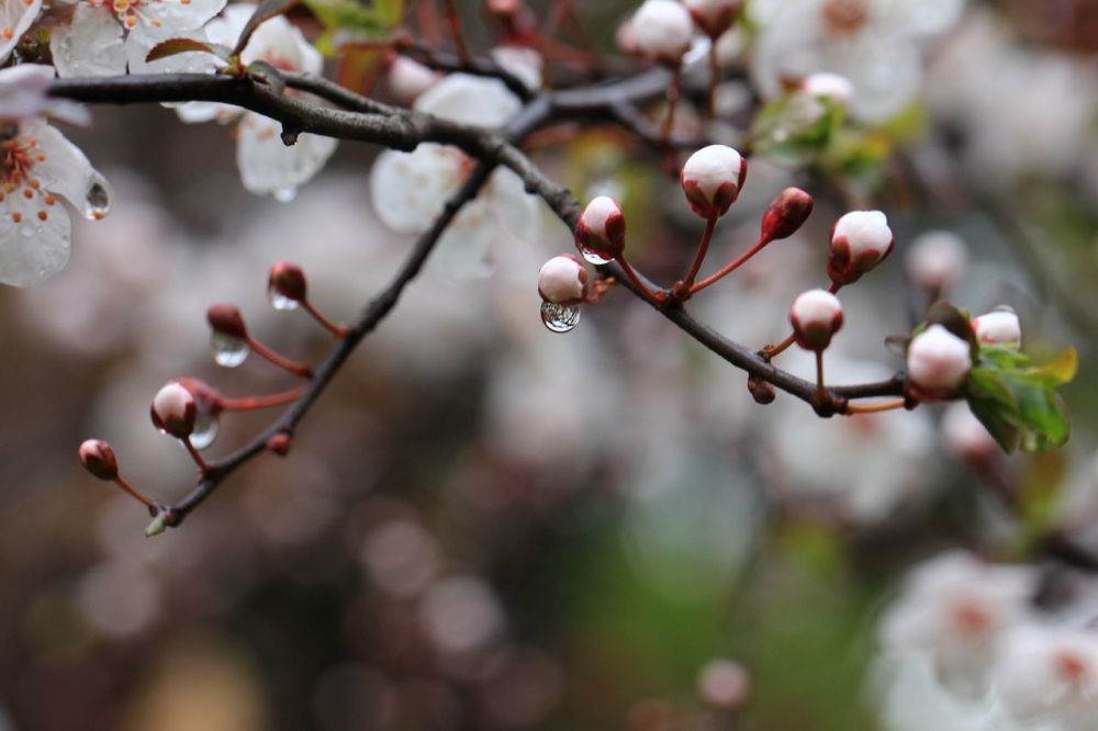 雨打梨花，生肖意象深度解析