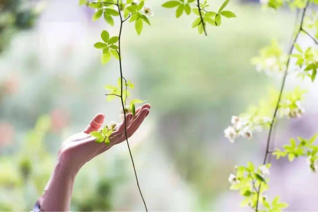 花开回春又一年，揭晓生肖时刻
