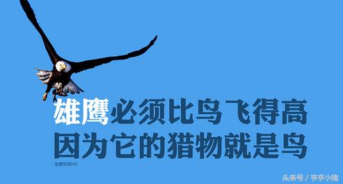 蚂蚁视角下的行百里者半九十动物解读