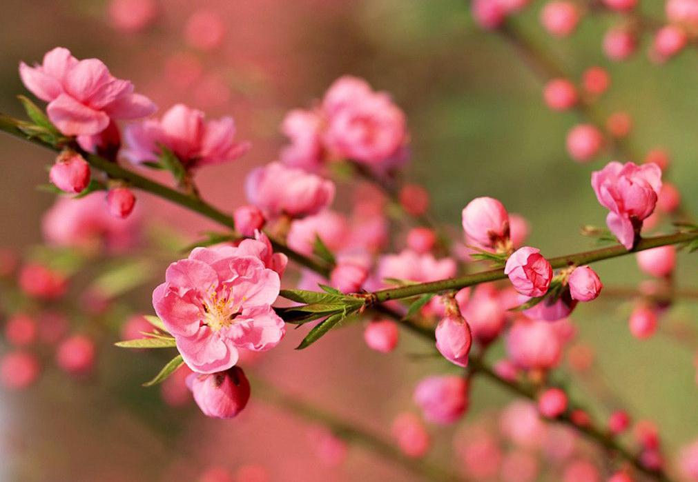揭秘生肖魅力与花的奥秘，赏花无私，生肖显真章