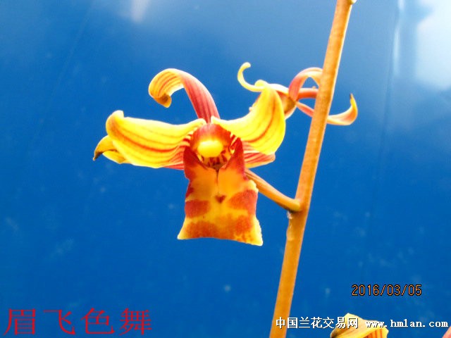 眉飞色舞与生肖奇缘，奇妙结合揭秘