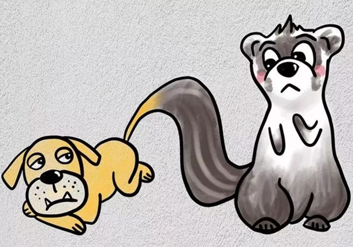 狗尾续貂与生肖之谜探秘