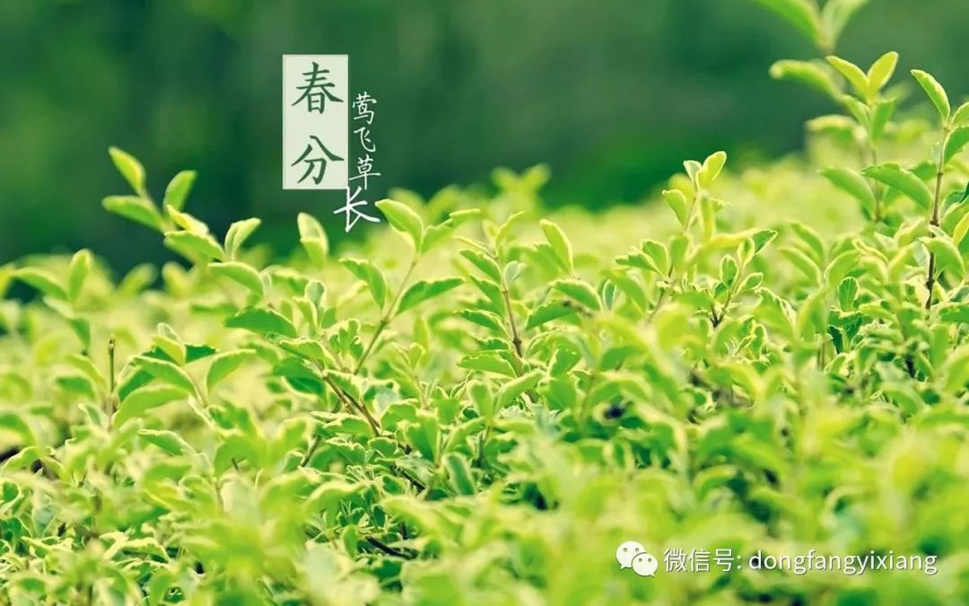 生肖绿意盎然，草木逢春的探寻
