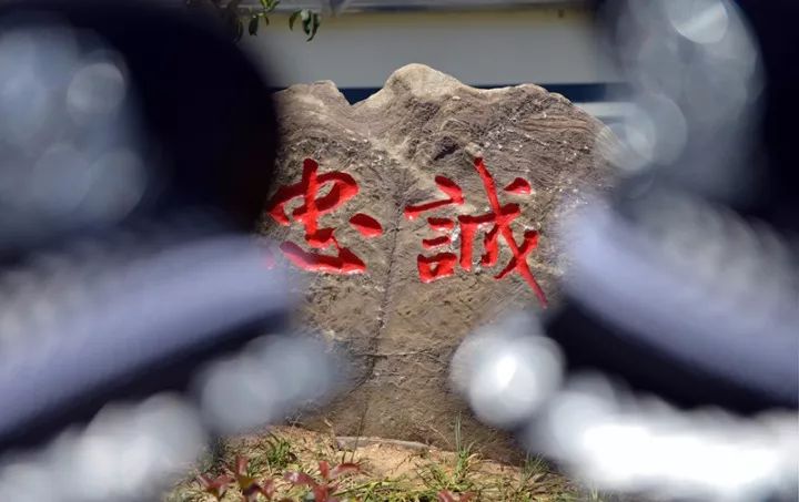 忠勇双全的象征——探寻忠诚与英勇于一体的生肖形象