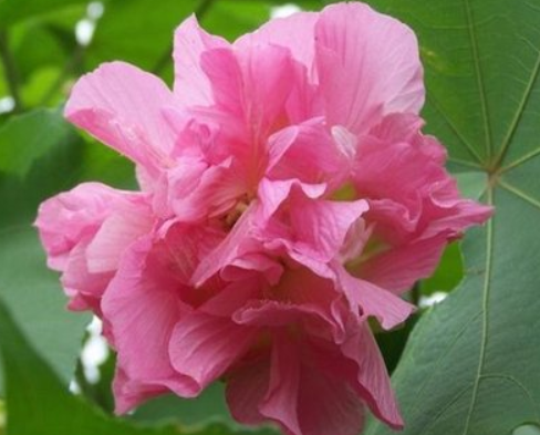 出水芙蓉与生肖之谜，芙蓉花的生肖象征揭秘