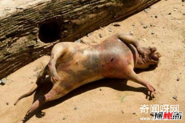 动物世界的奥秘探寻，神秘生物引发坐卧不安的探险之旅
